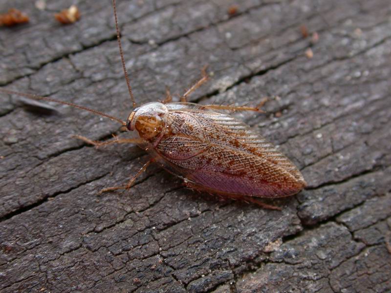 Blattodea, Ectobius sp.